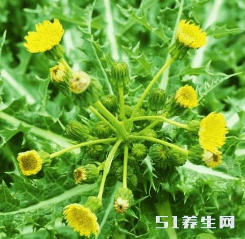 一种生于路边的尿床草,竟然是胃炎和肝炎的福音!