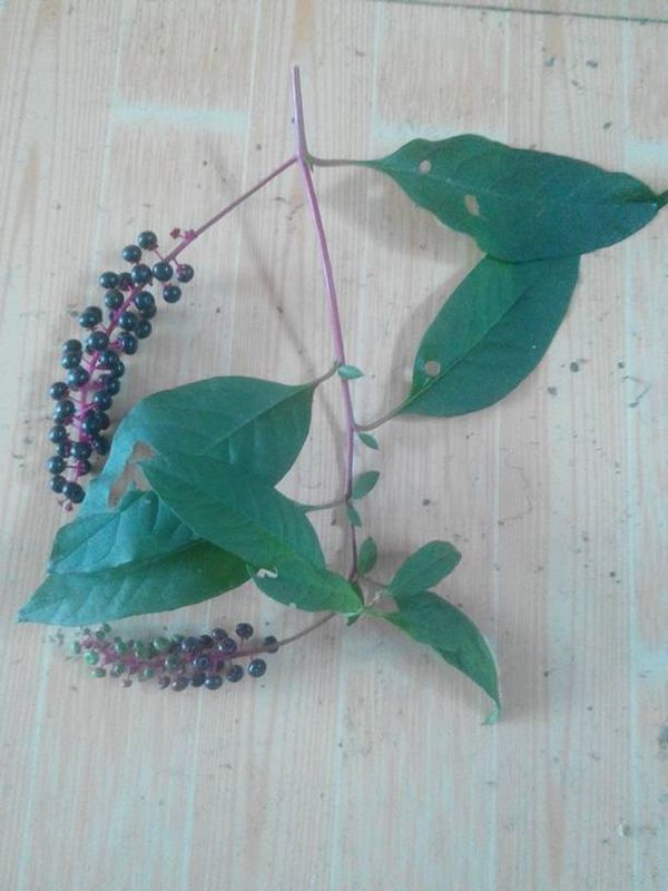 这株植物是什么,是多年生,还是一年生。_360问