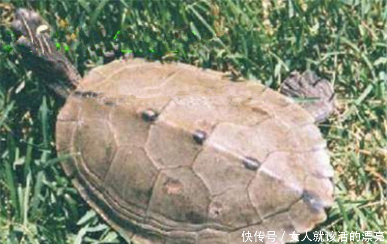 饲养乌龟,北部拟地图龟的饲养知识,你了解多少