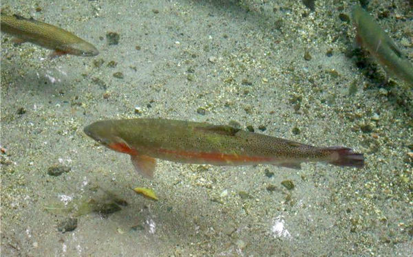 红鳟是淡水鱼还是海水鱼_360问答