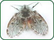 也能发现蛾蚋幼虫的踪迹