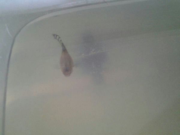 孔雀鱼怀孕好长时间了,就是不下仔,已经因为下