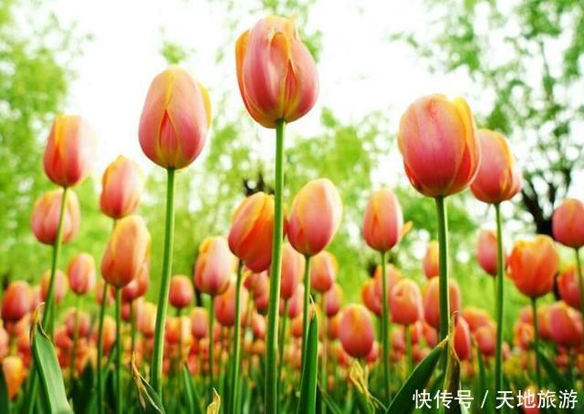 花卉摄影:醉人郁金香