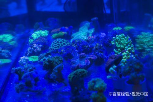 龜紋石造景魚缸圖片欣賞（龜紋石造景魚缸圖片欣賞大全） 烏龜