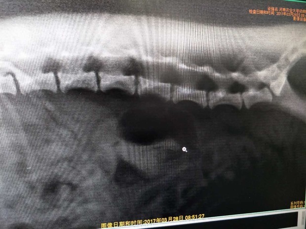 宠物医生qq在线咨询_360问答