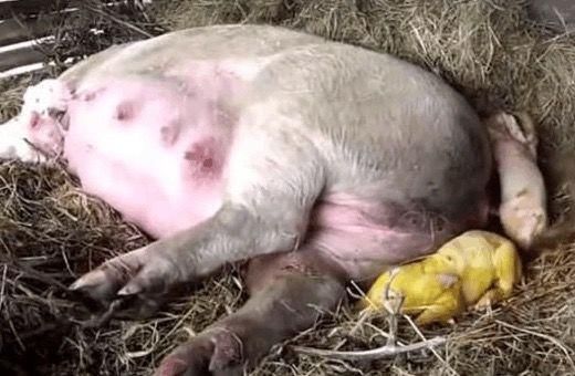 农村大爷家母猪生下一只小金猪,然而兽医看后