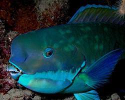 鹦鹉鱼能与金鱼一起养吗?_360问答