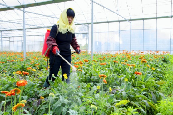 惠安首个智能大棚花卉种植基地投产