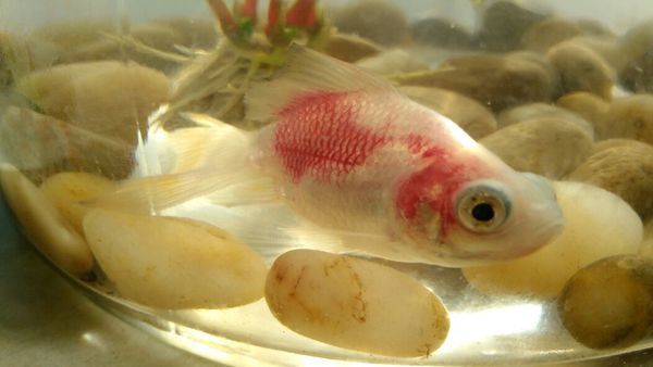 小金鱼身上变红是怎么了?怎么解决?_360问答