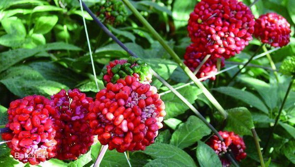 田七姜的叶子是什么样的?_360问答