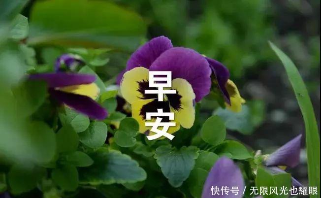 12月最新漂亮早上好图片表情表情包鲜花祝愿的带字,最漂亮早晨图片