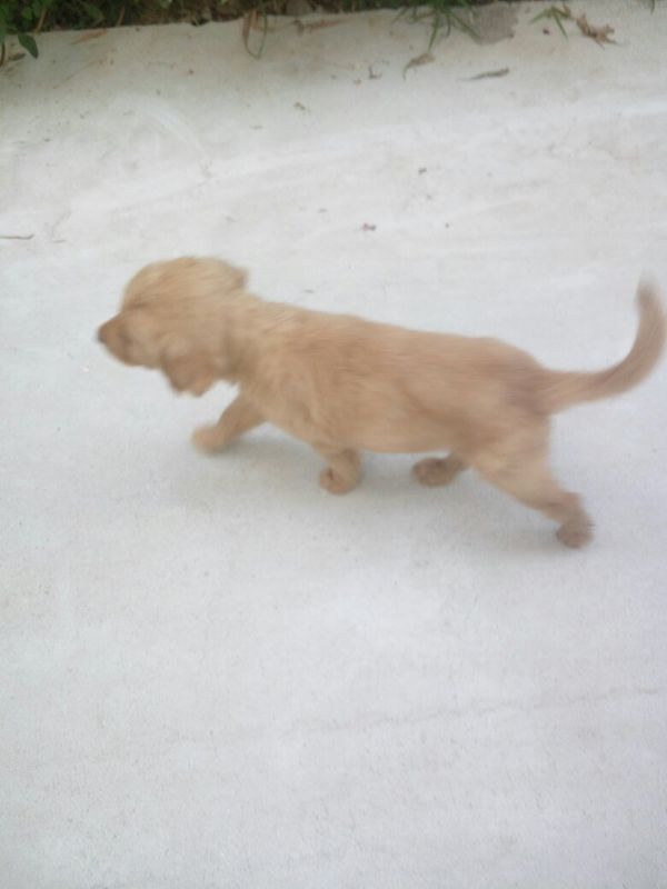 两个月小金毛有眼屎有泪痕怎么办_360问答