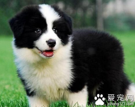 怎样训练边境牧羊犬 每次训练不超过5分钟_36