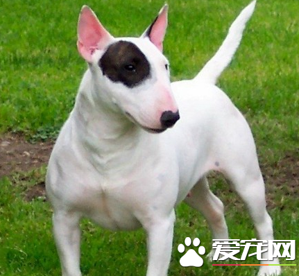 迷你牛头梗标准 标准身高在10到14英寸间_360问答