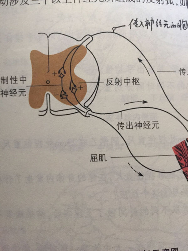 膝反射示意图中的加号和减号表示什么_360问