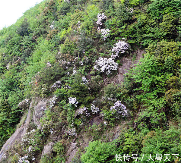 赏杜鹃何须去贵州,广东清远就有一个杜鹃花海