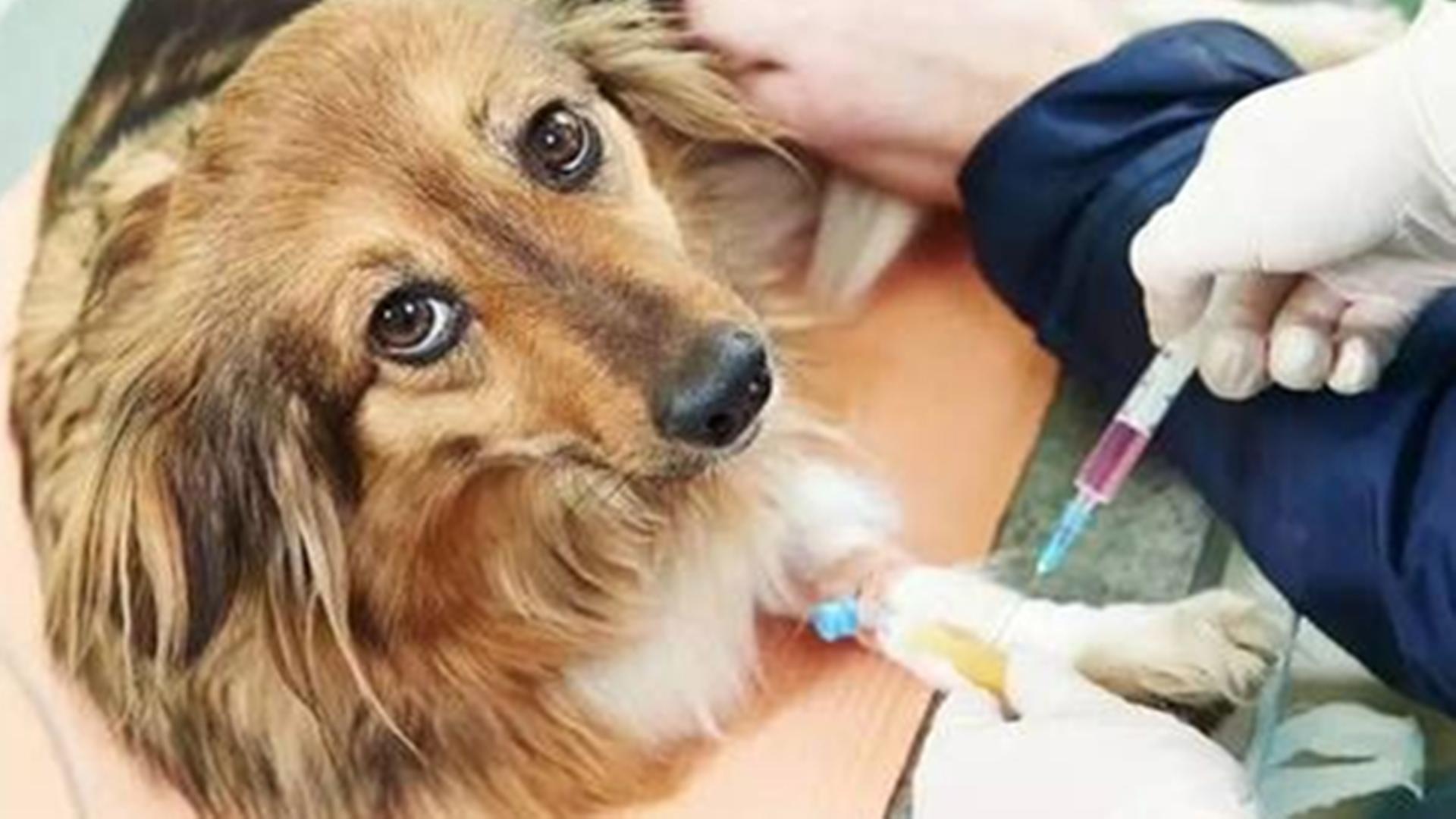 世界狂犬病日：接种疫苗以消除狂犬病