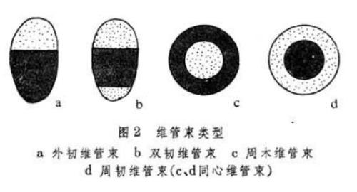 也有认为两个外韧维管束是由木质部合并而成,或由于在外韧维管束内侧