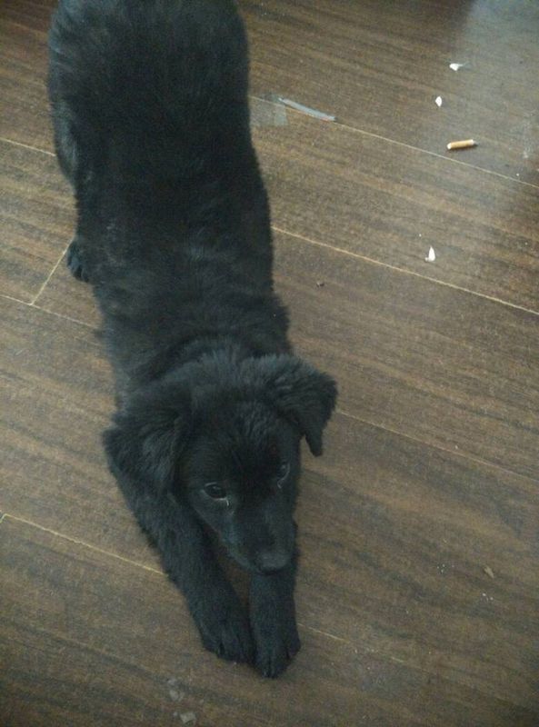 我捡到一直全身黑色的狗狗 头很小 身体好大 不
