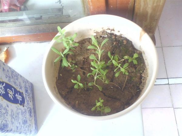 熏衣草的苗是什么样子的_360问答