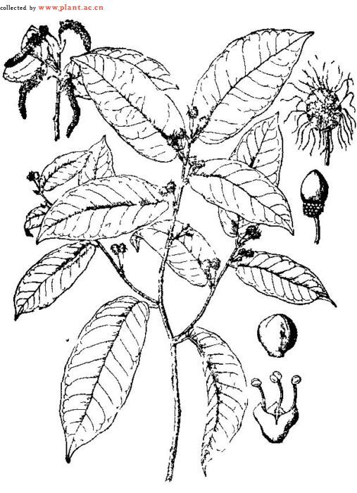 来源:为大戟科植物白桐树的根,叶.秋季