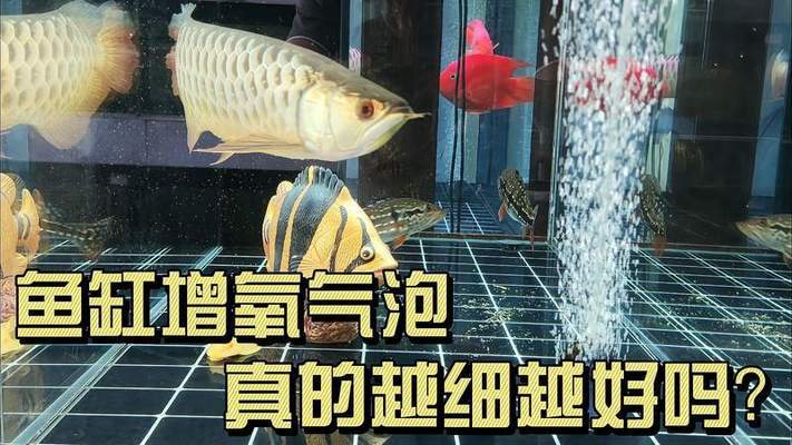 鱼缸加海盐会杀死硝化细菌吗