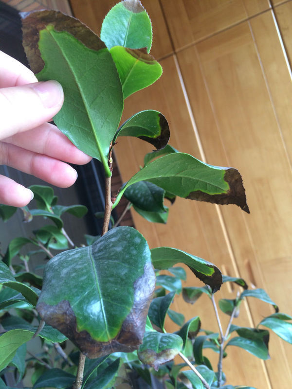 茶花叶子前端发黑干枯是什么原因?_360问答