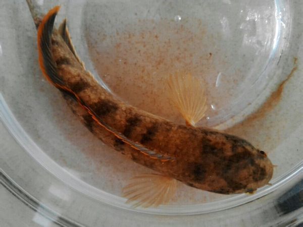 家里常说的火斗鱼是什么鱼_360问答