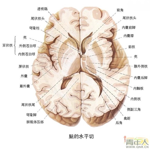       尾状核是大脑学习与记忆系统的一个