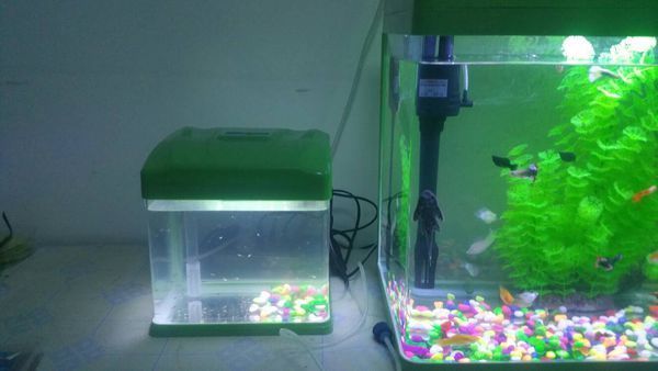 孔雀鱼刚出生一个星期的幼鱼,在缸里一天水就