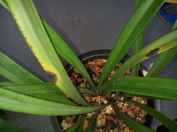 我的兰花叶子上长黑斑,继而干枯是什么情况啊