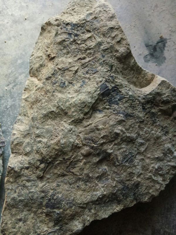 这是什么化石?是陆地上的?还是海底生物?_36