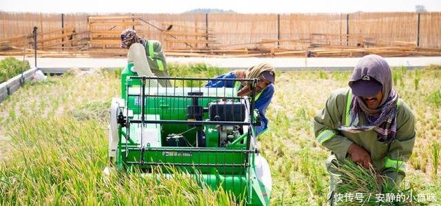 未来水稻价格会上涨吗种植水稻前景如何看完你