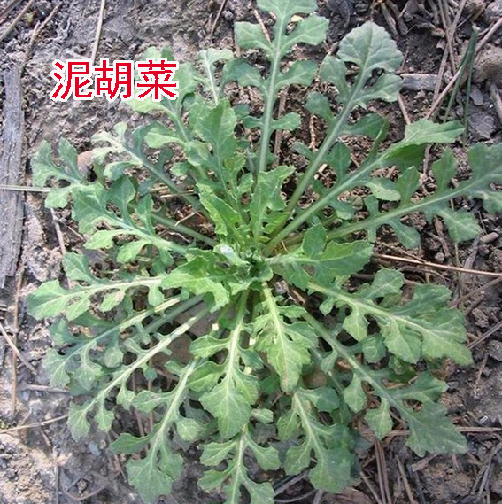 家在郊区,春天常常去挖荠菜,说实在的,有些草长得很像荠菜,如:泥胡菜