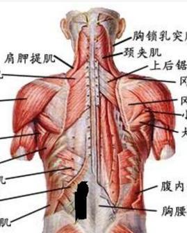 腰部脊梁骨左边痛_360问答