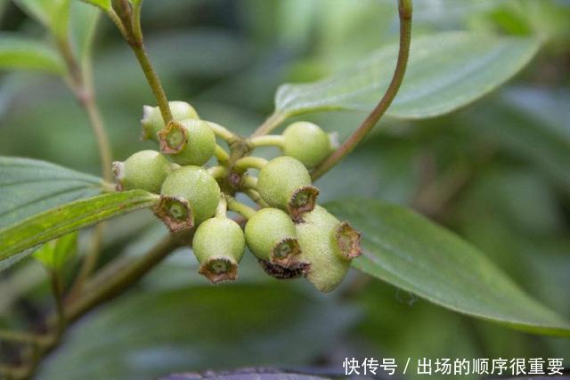 农村一奇特野果,酷似石榴,扔水里能毒晕活鱼,还能做农药杀害虫