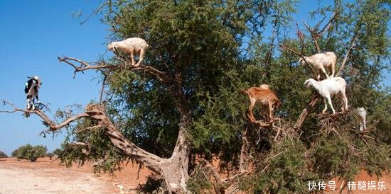 梭梭树羊吃吗 t010d62b66cfd02983c.jpg