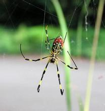 几天看见一个很大的一米多长的大蜘蛛网,很结