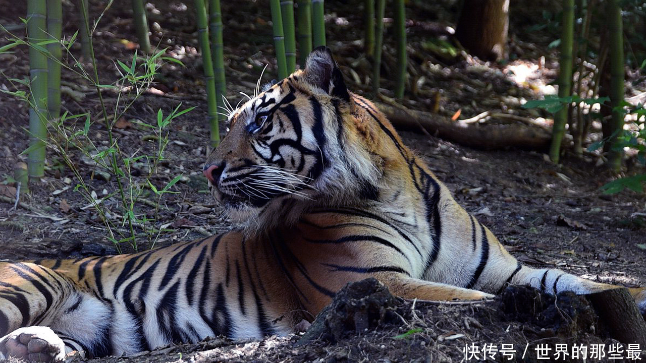 被老虎养大的猪崽子,以后不会不像老虎一样凶