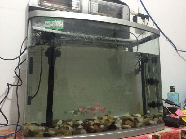 80*290*500mm的鱼缸养小丑鱼需要什么设备,