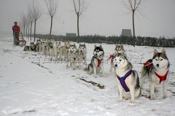 早期有部美国电影内容是演很多狗的,叫什么名