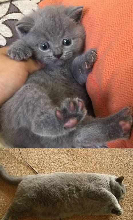 要出国出差,便把猫咪交给当过兵的父亲照顾,回