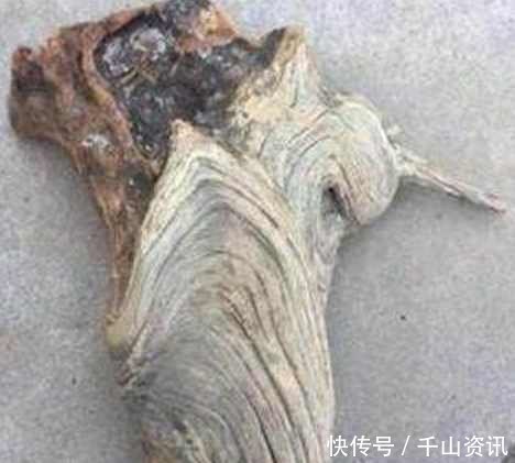 小伙扫墓捡一废柴烧火,刚想劈开却感觉不对劲,结果让人惊喜了 亿万先生手机版客户端
