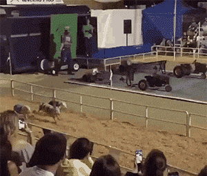 搞笑GIF:妹子虽然你有一双大白腿,但我不是来看你的