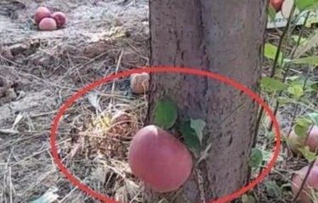 婆婆养在家里的果树太奇怪了,苹果都长在根上