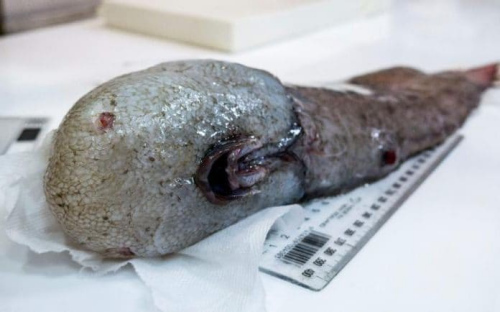 澳深海发现奇特生物 包括"无脸"鱼和食肉海绵
