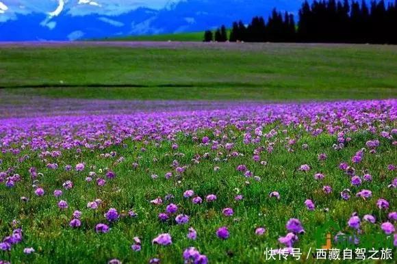 巩乃斯大草原，天山深处的“伊甸园”，一年四季都美得惊人！