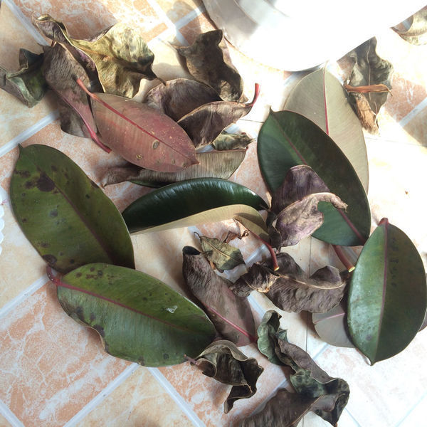 求养殖大神教我 虎皮兰和橡皮树最近都掉了叶