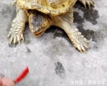 男子作死把魔鬼辣椒塞入乌龟口中,测试后乌龟