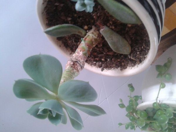 【多肉】杆子中间的黑是怎么回事?还有这是什